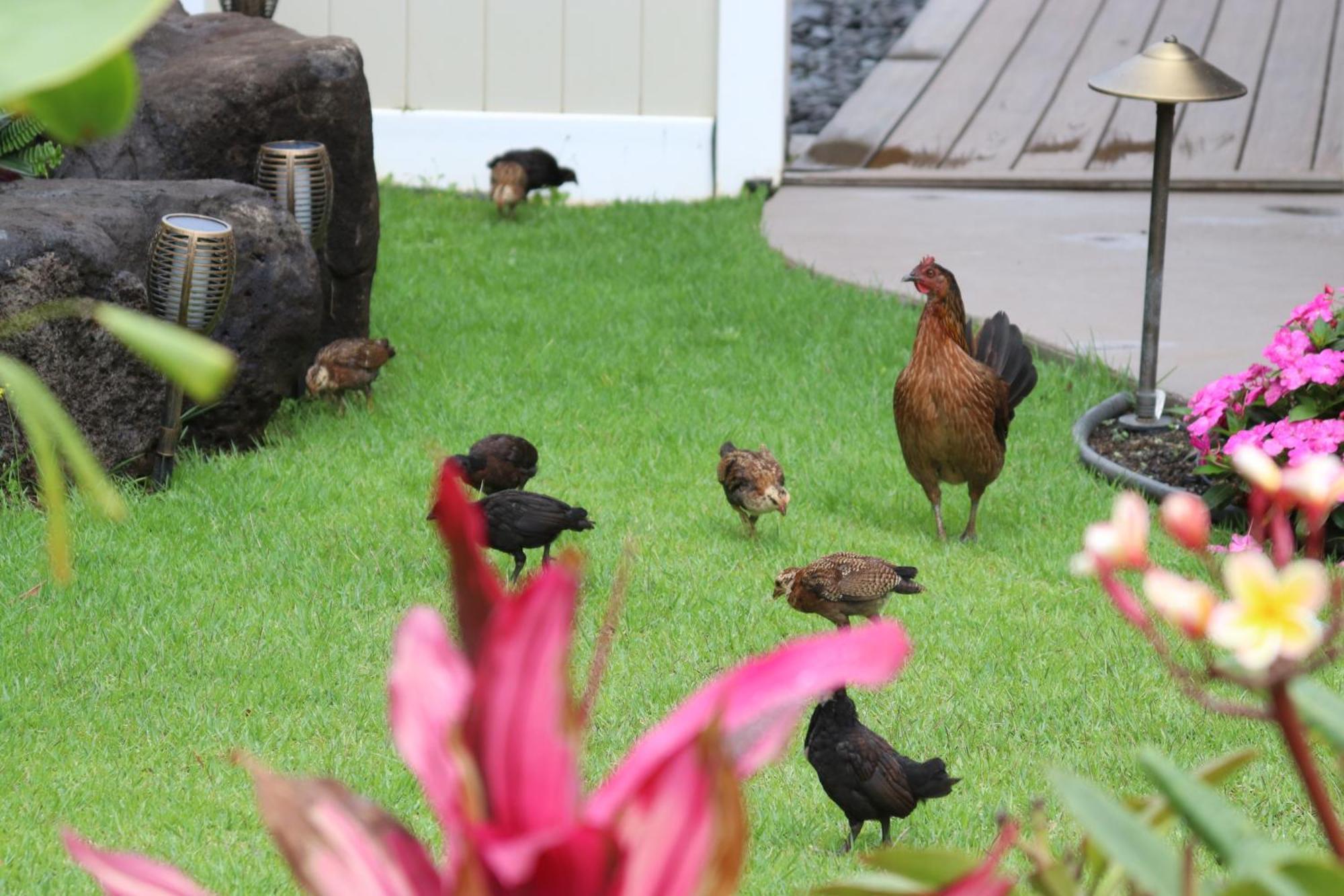 New 4 Bedroom Home With Ocean And Gorgeous Mountain Views In The Gated Community Of Mauna Olu Waianae Kültér fotó